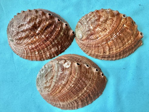 Meeresmuschel haliotis - x,