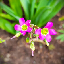 @ (◕‿◕)\@ Oxalis lasiandra - Mexikanisch Sauerklee 5 Zwiebeln