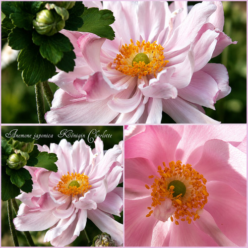 Herbstanemone anemone - herbstanemone,