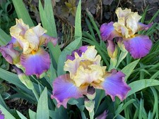 Schwertlilie Iris  " Orions Gate " 70 cm reichblühend !! ANGEBOT !! 2 STÜCK !!