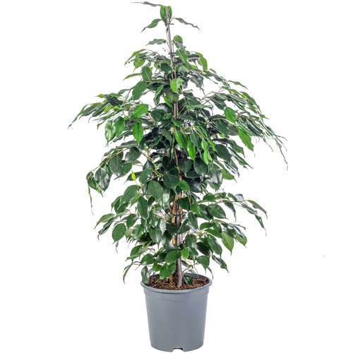 Birkenfeige ficus benjamini - ficus,