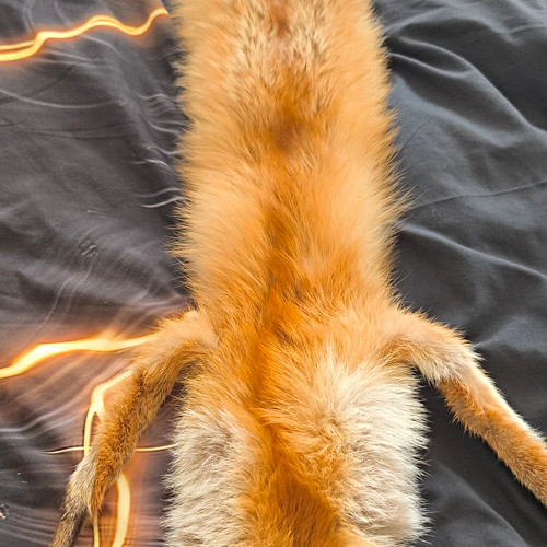 Fuchs leder mit - fuchs,