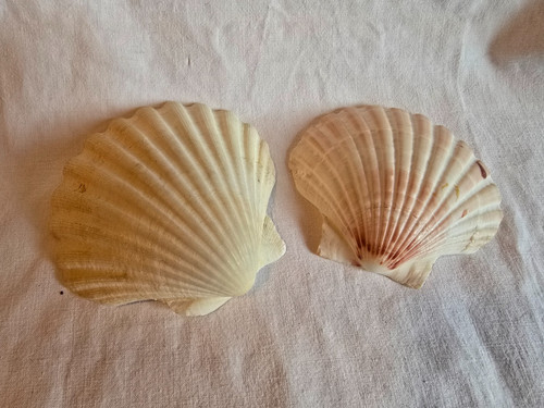 Jakobsmuschelschalen 10 cm - 8-10,