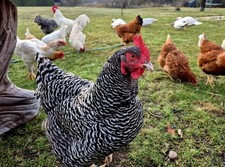 Hühner Bruteier bunte