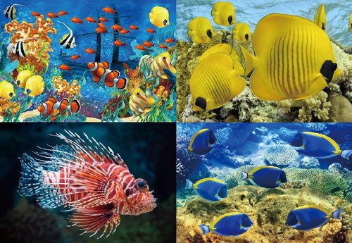 Ansichtskarte fische - d,