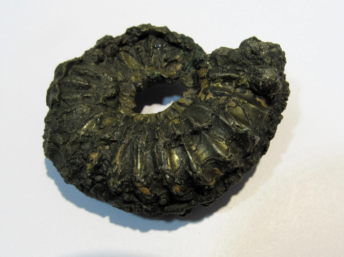 Ammonit pyrit pleuroceras mit - pyrit,