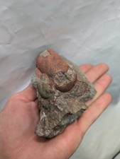 Nautiloid, Orthoceras, Silur, Näsudden, Gotland, Schweden