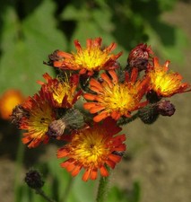 Rotes habichtskraut - rotes,