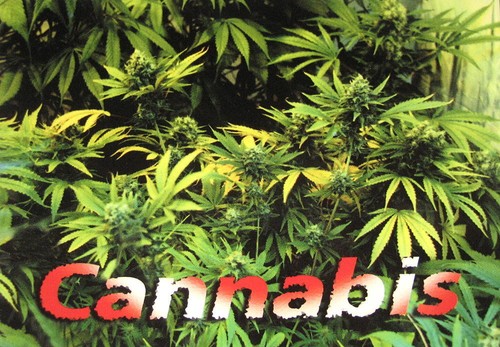 Cannabis marihuana marijuana - cannabis,