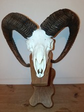Mufflon Trophäe aus Eigenjagd