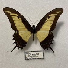 Entomologie*Papilio