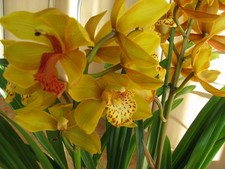 Orchidee Cymbidium gelb