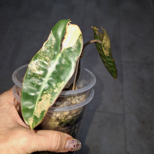 Philodendron Billietiae