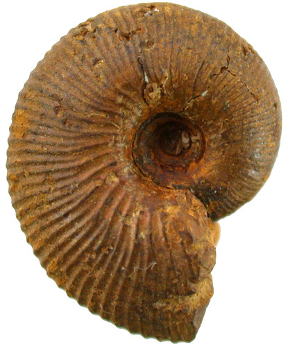 Dogger macrocephalites sp - macrocephalites,