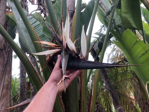 Strelitzia nicolai weiße - nicolai,