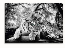  Tiger HardDruck  Bilder Schwarz Weiß Wandbild Kunstdruck Wanddeko XXL 140 x100 