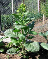 1000 Mohawk Nicotiana rustica