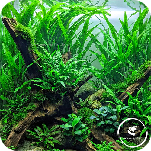 Cryptocoryne usteriana