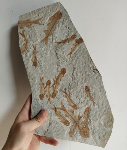 Gruppen fischfossil platte - gruppen,
