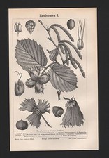 Lithografie 1897: Haselstrauch