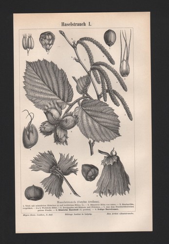 Lithografie 1897 haselstrauch - lithografie, 1897: