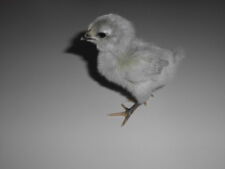 6x grüne Eier englische lavender Araucana Hennen + Hahn (keine Bruteier Hühner