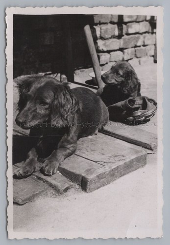 Hunde langhaardackel - 2,