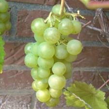 Weinrebe 'Primus' kernlos