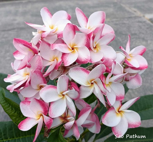 Frangipani plumeria sao - frangipani,