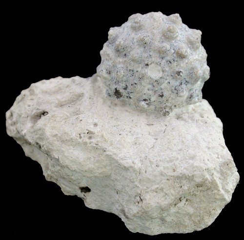 Malm hemicidaris intermedia - hemicidaris,