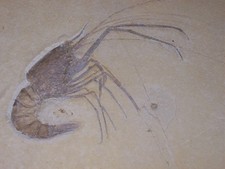 Grosser Aeger armatus