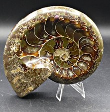 Massives Fossil - Ammonit - Cleoniceras  14 x 12 x 3,4 cm  - 550 Gramm