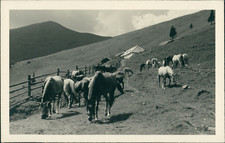 Österreich, Spanische Hofschule Wien. Das Lipizzaner Gestüt in Piber Vintag