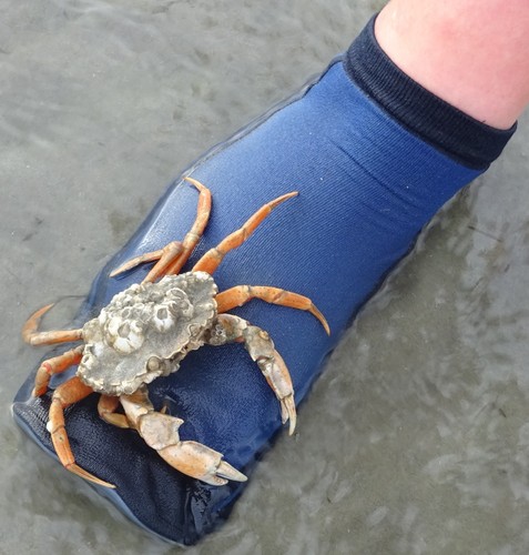 Strandsocken wattwandersocken - ,