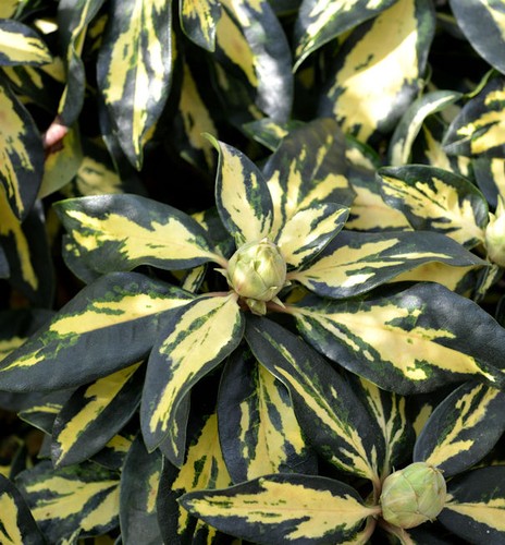 Großblumige rhododendron - großblumige,