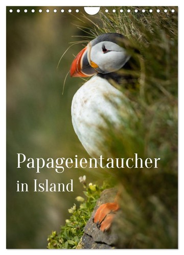 Papageientaucher island - papageientaucher, in