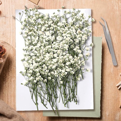 Trockenblumen baby breath - trockenblumen, baby's