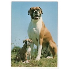AK Hunde, Postkarte / Boxer mit einem Welpen