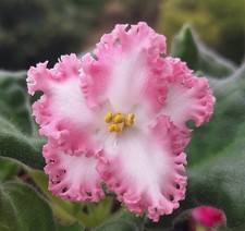 Usambaraveilchen African