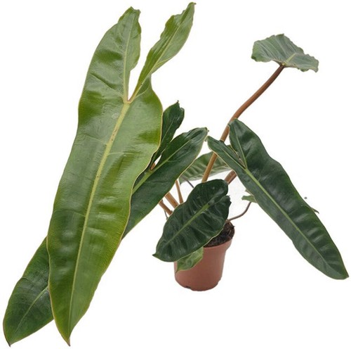 Philodendron billietiae - ,