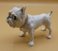 Englische Bulldogge -