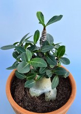 Sehr schöne Handverlesene