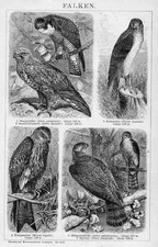 Falken Wanderfalke Falknerei HOLZSTICH von 1898 Milan Habicht Sperber 