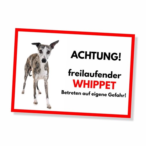 Whippet freilaufender hund dog - whippet,