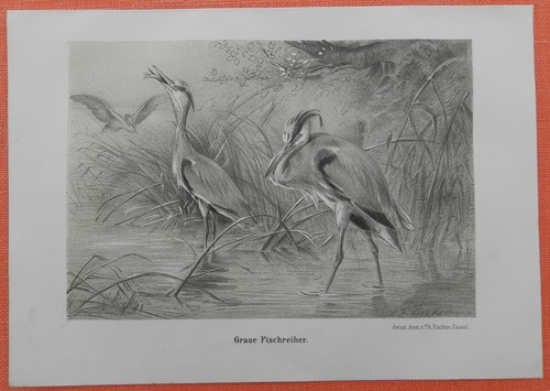 Graureiher ardea cinerea - graureiher,