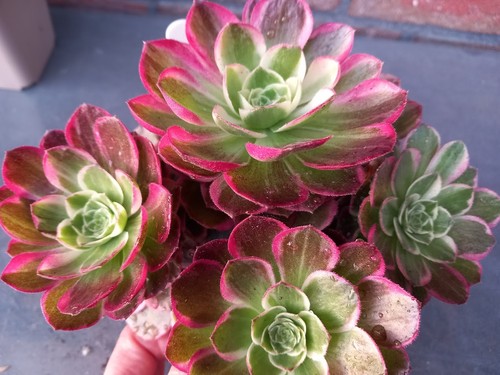 Aeonium kaleidoscope - aeonium,