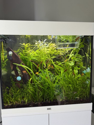 Aquariumpflanzen sagittaria - aquariumpflanzen,