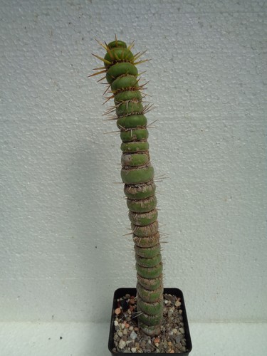 Eulychnia castanea spiralis - eulychnia,