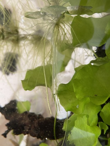 Aquarium set 3 - aquarium,