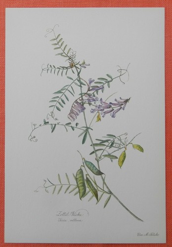Zottige zottel wicke vicia - zottige,
